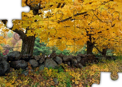 Jesień, Drzewo, Kamienie
