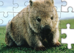 Wombat, Zielona, Trawa