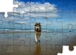 Pies, Plaża, Morze