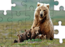 Rodzinka, Niedźwiedzi