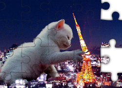 Kotek, Paryż, Nocą