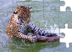 Woda, Drzewo, Jaguar
