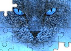 Niebieski, Kot, Oczy