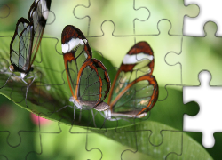 Motyle, Glass, Wings Zielone, Liście