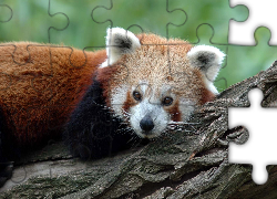 Mała, Panda, Drzewo, Pandka ruda