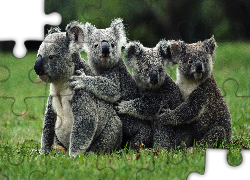 Cztery, Misie, Koala