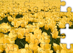 Plantacja, Żółtych, Tulipanów