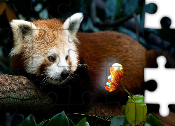 Mała, Panda, Kwiatek, Pandka ruda