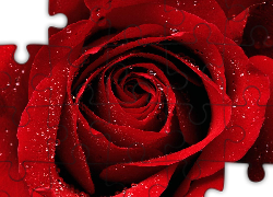 Czerwony, Kwiat, Róży