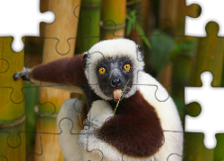Lemur, Trawka, Bambus