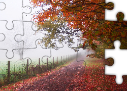 Droga, Drzewa, Mgła, Jesień