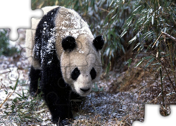 Miś, Panda, Śnieg