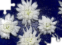 Białe, Kwiatki, Niebieskie, Tło