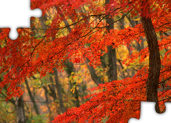 Jesień, Las, Czerwone, Drzewa