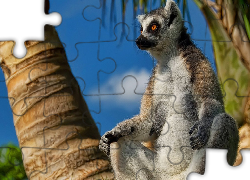 Lemur, Palmy