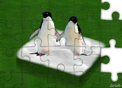 Dwa, Pingwiny, Śnieg, Zielone, Tło