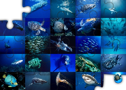 Podwodny, Świat, Różne, Gatunki, Zwierząt, Oceanaria