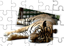 Tygrys, Odpoczynek, 4D