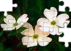Trzy, Białe, Kwiaty