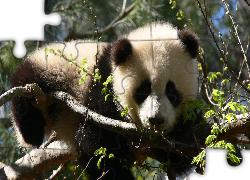 Panda, Drzewa