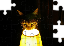 Kot, Pyszczek, Lampa