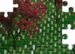 Cmentarz, Drzewa
