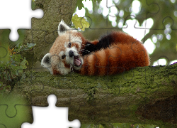 Ziewająca, Panda, Pandka ruda