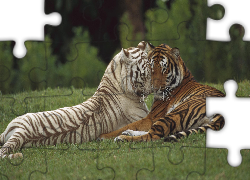 Dwa, Tygrysy, Miłość