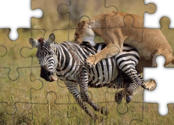 Zebra, Lwica, Atak