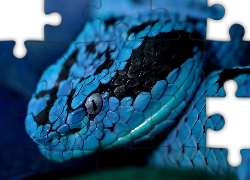 Niebieski, Wąż