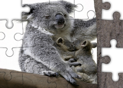 Koala, Młode, Drzewo