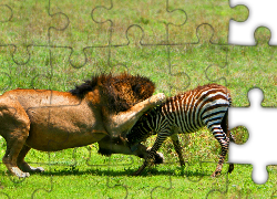 Atakujący, Lew, Zebra