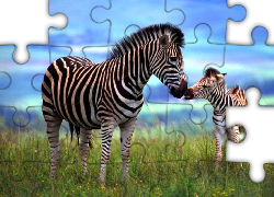 Zebra, Młode, Trawa
