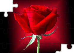 Czerwień, Róża