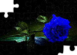Kwiaty, Róża, Niebieska