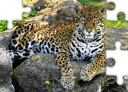 Skały, Jaguar