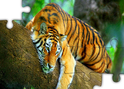 Tygrys, Drzewo, Odpoczynek