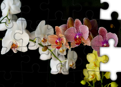 Kolorowa, Orchidea