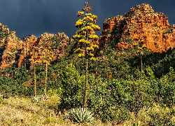 Sedona, Stany Zjednoczone, Drzewa, Góry, Agawy