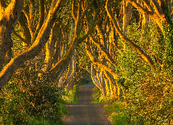 Droga, Aleja, Dark Hedges, Drzewa, Buki, Hrabstwo Antrim, Irlandia Północna