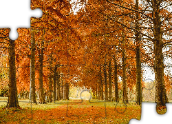 Jesień, Park, Drzewa, Alejka