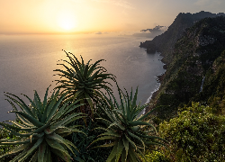 Portugalia, Madera, Morze, Wybrzeże, Góry, Aloes, Wschód słońca