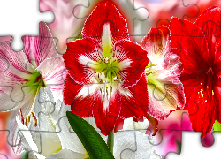 Kwiaty, Amarylisy, Grafika