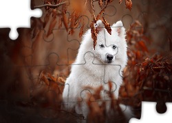 Pies, Niebieskie, Oczy, Amerykański pies eskimoski, American eskimo dog, Liście, Rozmyte tło