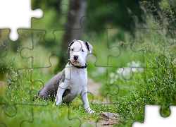 Pies, Szczeniak, Amstaff, American Staffordshire Terrier