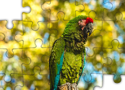 Papuga, Ara zielona