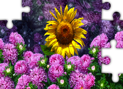 Kwiaty, Astry, Słonecznik, Grafika