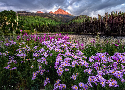 Stany Zjednoczone, Kolorado, Telluride, Góry, Jezioro, Woods Lake, Kwiaty, Astry, Drzewa