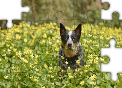 Pies, Australian cattle dog, Łąka, Żółte, Kwiaty