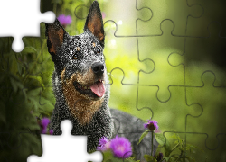 Pies, Australian cattle dog, Mordka, Kwiaty, Rośliny
